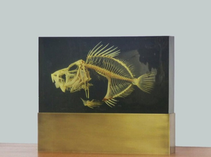 LAMPE INCLUSION SQUELETTE DE POISSON ZEUS FABER - PIERRE GIRAUDON XXL