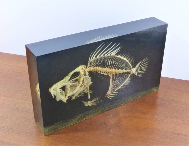 LAMPE INCLUSION SQUELETTE DE POISSON ZEUS FABER - PIERRE GIRAUDON XXL
