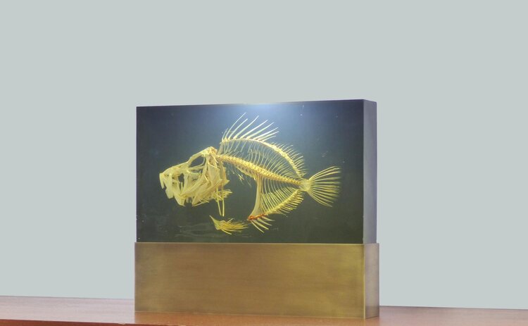 LAMPE INCLUSION SQUELETTE DE POISSON PIERRE GIRAUDON XXL